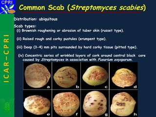 Scabies Body Distribution 6065.pdf