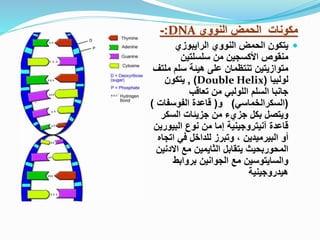‫النووي‬ ‫الحمض‬ ‫مكونات‬
DNA
:
-

‫النووي‬ ‫الحمض‬ ‫يتكون‬
‫الرايبوزي‬
‫سلسلتين‬ ‫من‬ ‫األكسجين‬ ‫منقوص‬
‫م‬ ‫سلم‬ ‫هيئة‬ ‫على‬ ‫تنتظمان‬ ‫متوازيتين‬
‫لتف‬
‫لولبيا‬
(
Double Helix
)
,
‫يتكون‬
‫تعاقب‬ ‫من‬ ‫اللولبي‬ ‫السلم‬ ‫جانبا‬
(
‫السكرالخماسي‬
)
‫و‬
(
‫الفوسفات‬ ‫قاعدة‬
)
‫السكر‬ ‫جزيئات‬ ‫من‬ ‫جزيء‬ ‫بكل‬ ‫ويتصل‬
‫قاعدة‬
‫آنيتروجينية‬
‫البيور‬ ‫نوع‬ ‫من‬ ‫إما‬
‫ين‬
‫البيرميدين‬ ‫أو‬
‫اتج‬ ‫في‬ ‫للداخل‬ ‫وتبرز‬ ،
‫اه‬
‫االد‬ ‫مع‬ ‫الثايمين‬ ‫يتقابل‬ ‫المحوربحيث‬
‫نين‬
‫بروابط‬ ‫الجوانين‬ ‫مع‬ ‫والسايتوسين‬
‫هيدروجينية‬
 