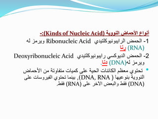 ‫النووية‬ ‫األحماض‬ ‫أنواع‬
(
Kinds of Nucleic Acid
:)
-
1
-
‫الحمض‬
‫الرايبونيوكلتيدي‬
Ribonucleic Acid
‫له‬ ‫ويرمز‬
(
RNA
)
‫رنا‬
2
-
‫الحمض‬
‫الديوكسي‬
‫رايبونيوكلتيدي‬
Deoxyribonucleic Acid
‫له‬ ‫ويرمز‬
(
DNA
)
‫دنا‬
.
•
‫األحماض‬ ‫من‬ ‫متفاوتة‬ ‫كميات‬ ‫على‬ ‫الحية‬ ‫الكائنات‬ ‫معظم‬ ‫تحتوي‬
‫بنوعيها‬ ‫النووية‬
(
(DNA, RNA
,
‫على‬ ‫الفيروسات‬ ‫تحتوي‬ ‫بينما‬
(
DNA
)
‫على‬ ‫اآلخر‬ ‫والبعض‬ ‫فقط‬
(
RNA
)
‫فقط‬
.
 