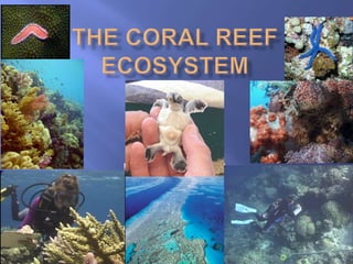 THE CORAL REEF ECOSYSTEM 