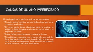 CAUSAS DE UN ANO IMPERFORADO
El ano imperforado puede ocurrir de varias maneras:
El recto puede terminar en una bolsa ciega que no se
conecte con el colon.
El recto puede tener aberturas hacia la uretra, la
vejiga, la base del pene o el escroto en los niños o la
vagina en las niñas.
Puede haber estrechamiento o ausencia de ano.
El problema es causado por el desarrollo anormal del
feto. Muchas formas de ano imperforado ocurren con
otras anomalías congénitas. Esta anomalía se presenta
en más o menos 1 de cada 5 mil bebes.
 
