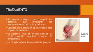 TRATAMIENTO
Se realiza cirugía, que corregirá los
defectos que involucran las
malformaciones del recto y del ano.
Consiste en la creación de un orificio para
el paso de las heces.
La ausencia total de orificio anal en un
recién nacido requiere cirugía de
emergencia.
La cirugía se hace bajo anestesia general.
 