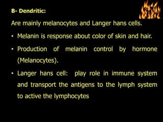 2- Dermis: Composed of two layers:
• Papillary: it produce one form of collagen and connective
fibers.
• Reticular: lies u...