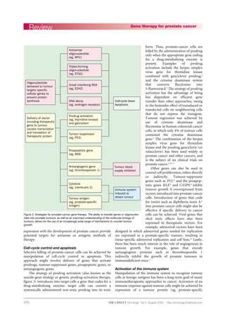 470
expression with the development of prostate cancer provide
potential targets for antisense or antigene methods of
therapy.
Cell-cycle control and apoptosis
Selective killing of prostate-cancer cells can be achieved by
manipulation of cell-cycle control or apoptosis. This
approach might involve delivery of genes that activate
prodrugs, tumour-suppressor genes, proapoptotic genes, or
antiangiogenic genes.
The strategy of prodrug activation (also known as the
suicide-gene strategy or genetic prodrug-activation therapy,
figure 3) introduces into target cells a gene that codes for a
drug-metabolising enzyme: target cells can convert a
systemically administered non-toxic prodrug into its toxic
form. Thus, prostate-cancer cells are
killed by the administration of prodrug
only when the appropriate gene coding
for a drug-metabolising enzyme is
present. Examples of prodrug
activation include the herpes simplex
virus gene for thymidine kinase
combined with ganciclovir prodrug,4
and the cytosine deaminase system
that converts flucytosine into
5-fluorouracil.5
The strategy of prodrug
activation has the advantage of being
less dependent on efficient gene
transfer than other approaches, owing
to the bystander effect of transduced or
transfected cells on neighbouring cells
that do not express the transgene.
Tumour regression was achieved by
use of cytosine deaminase and
flucytosine in human colorectal-cancer
cells, in which only 4% of tumour cells
contained the cytosine deaminase
gene.6
The combination of the herpes
simplex virus gene for thymidine
kinase and the prodrug ganciclovir (or
valaciclovir) has been used widely in
prostate cancer and other cancers, and
is the subject of six clinical trials on
prostate cancer.4,7,8–11
Other genes can also be used to
control cell proliferation, either directly
or indirectly. Tumour-suppressor
genes such as P53,12
and the proapop-
totic genes BAX13
and CASP9,14
inhibit
tumour growth if overexpressed from
vectors introduced into prostate-cancer
cells. Introduction of genes that code
for toxins such as diphtheria toxin A15
into prostate-cancer cells might also be
effective if specific delivery to cancer
cells can be achieved. Viral genes that
elicit toxic effects have also been
expressed in therapeutic vectors. For
example, adenoviral vectors have been
designed in which adenoviral genes needed for replication
are expressed in a prostate-specific manner, resulting in
tissue-specific adenoviral replication and cell lysis.16
Lastly,
there has been much interest in the role of angiogenesis in
tumour growth. For example, genes that encode
antiangiogenic proteins such as thrombospondin 1
indirectly inhibit the growth of prostate tumours in
immunodeficient mice.17
Activation of the immune system
Manipulation of the immune system to recognise tumour
cells as foreign antigens has been a long-term goal of many
immunotherapeutic approaches to cancer. Activation of an
immune response against tumour cells might be achieved by
expression of a tumour protein (eg, prostate-specific
Review Gene therapy for prostate cancer
Oncology Vol 5 August 2004 http://oncology.thelancet.com
Antisense
oligonucleotide
(eg, MYC)
Triplex-forming
oligonucleotide
(eg, ETS2)
Small interfering RNA
(eg, EZH2)
Prodrug activation
(eg, thymidine kinase)
and ganciclovir
DNA decoy
(eg, androgen receptor)
Tumour suppressor
(eg, P53)
Proapoptotic gene
(eg, BAX)
Antiangiogenic gene
(eg, thrombospondin 1)
Cytokine
(eg, interleukin 2)
Tumour antigen
(eg, prostate-specific
antigen)
Cell-cycle block
Apoptosis
Tumour blood
supply inhibited
Immune system
induced to
attack tumour
Oligonucleotide
delivered to tumour
targets specific
cellular genes to
prevent protein
synthesis
Delivery of vector
encoding therapeutic
gene to tumour
causes transcription
and translation of
therapeutic protein
Figure 2. Strategies for prostate-cancer gene therapy. The ability to transfer genes or oligonucleo-
tides into prostate tumours, as well as an improved understanding of the molecular biology of
tumours, allows for the use of an increasingly wide range of mechanisms to counter tumour
growth.
 