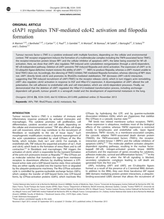 ORIGINAL ARTICLE
cIAP1 regulates TNF-mediated cdc42 activation and ﬁlopodia
formation
A Marivin1,2,9
, J Berthelet1,2,9
, J Cartier1,2
, C Paul2,3
, S Gemble1,2
, A Morizot4
, W Boireau5
, M Saleh4
, J Bertoglio6,7
, E Solary7,8
and L Dubrez1,2
Tumour necrosis factor-a (TNF) is a cytokine endowed with multiple functions, depending on the cellular and environmental
context. TNF receptor engagement induces the formation of a multimolecular complex including the TNFR-associated factor TRAF2,
the receptor-interaction protein kinase RIP1 and the cellular inhibitor of apoptosis cIAP1, the latter being essential for NF-kB
activation. Here, we show that cIAP1 also regulates TNF-induced actin cytoskeleton reorganization through a cdc42-dependent,
NF-kB-independent pathway. Deletion of cIAP1 prevents TNF-induced ﬁlopodia and cdc42 activation. The expression of cIAP1 or its
E3-ubiquitin ligase-defective mutant restores the ability of cIAP1À / À
MEFs to produce ﬁlopodia, whereas a cIAP1 mutant unable to
bind TRAF2 does not. Accordingly, the silencing of TRAF2 inhibits TNF-mediated ﬁlopodia formation, whereas silencing of RIP1 does
not. cIAP1 directly binds cdc42 and promotes its RhoGDIa-mediated stabilization. TNF decreases cIAP1-cdc42 interaction,
suggesting that TNF-induced recruitment of cIAP1/TRAF2 to the receptor releases cdc42, which in turn triggers actin remodeling.
cIAP1 also regulates cdc42 activation in response to EGF and HRas-V12 expression. A downregulation of cIAP1 altered the cell
polarization, the cell adhesion to endothelial cells and cell intercalation, which are cdc42-dependent processes. Finally, we
demonstrated that the deletion of cIAP1 regulated the HRas-V12-mediated transformation process, including anchorage-
dependent cell growth, tumour growth in a xenograft model and the development of experimental metastasis in the lung.
Oncogene (2014) 33, 5534–5545; doi:10.1038/onc.2013.499; published online 25 November 2013
Keywords: IAPs; TNF; RhoGTPases; cdc42; metastasis; Ras
INTRODUCTION
Tumour necrosis factor-a (TNF) is a mediator of immune and
inﬂammatory response produced by activated monocytes and
macrophages. This cytokine promotes cell proliferation, cell
differentiation, cytokine secretion and cell death, depending on
the cellular and environmental context.1
TNF also affects cell shape
and cell movement, which may contribute to the recruitment of
ﬁbroblasts or neutrophils to the site of tissue injury.2
Such
morphogenetic modiﬁcations involve a dynamic rearrangement of
the actin cytoskeleton controlled by small GTPases of the Rho
family, which includes rhoA, rac1 and cdc42. For example, in
endothelial cells, TNF induces the sequential activation of rac1, rhoA
and cdc42, which leads to the formation of stress ﬁbers and to cell
contraction.2,3
In ﬁbroblasts and macrophages, TNF triggers the
activation of cdc42, which is responsible for the transient formation
of the actin-rich protrusions known as ﬁlopodia.2,4,5
Rho GTPases act
as molecular switches that transduce the signal from membrane
receptors to downstream effectors by shuttling between a GTP-
bound active state and a GDP-bound inactive state. Once activated,
they are either rapidly recycled into the inactive form or degraded
by the ubiquitin-proteasome machinery. The Rho GTPase activation
cycle is controlled by guanine-nucleotide exchange factors (GEFs),
which catalyse the transfer of GDP-bound forms into GTP-bound
forms, by GTPase-activation proteins (GAPs), which inactivate Rho
GTPases by hydrolysing the GTP, and by guanine-nucleotide
dissociation inhibitors (GDIs), which are chaperones that stabilize
Rho GTPases in a cytosolic inactive state.2,6,7
TNF binds two related membrane surface receptors. TNFR1,
whose expression is ubiquitous, mediates most of the biological
effects of the cytokine, whereas TNFR2 expression is restricted
mostly to lymphocytes and endothelial cells. Upon ligand
stimulation, TNFR1 recruits, in a membrane-associated complex,
the cytosolic adaptor TNFR1-associated death domain protein
(TRADD), the TNFR-associated factors (TRAFs), the receptor-
interaction protein kinase 1 (RIPK1) and the cellular inhibitors of
apoptosis (cIAPs).8–11
This molecular platform activates ubiquitin-
dependent signaling pathways, resulting in the nuclear factor-
kappaB (NF-kB), mitogen-activated protein kinase (MAPK)
activations and the expression of genes encoding for cytokines,
adhesion molecules, survival and differentiation factors.11–13
In the
absence of cIAPs or when the NF-kB signaling is blocked,
secondary cytoplasmic complexes leading to cell death are
generated from the ﬁrst one.14–17
cIAPs, including cIAP1 and cIAP2, are E3-ubiquitin ligases
formed as a result of the presence of a C-terminal RING domain.
In addition to the RING, they own three baculovirus IAP repeat
(BIR) domains mediating protein–protein interactions, a ubiquitin-
binding-associated (UBA) domain that allows the recruitment of
1
Institut National dela Sante´ et de la Recherche Me´dicale (Inserm) UMR866, Faculty of Medicine, Dijon, France; 2
Universite´ de Bourgogne; Institut Fe´de´ratif de Recherche (IFR) 100,
Dijon, France; 3
Ecole Pratique des hautes e´tudes (EPHE), Dijon, France; 4
Department of Medicine, McGill University, Montreal, Quebec, Canada; 5
Institut FEMTO-ST, Universite´ de
Franche-Comte´, CLIPP, Besanc¸on, France; 6
Inserm UMR749, Institut Fe´de´ratif de Recherche (IFR) 54, Villejuif, France; 7
Institut Gustave Roussy, Institut Fe´de´ratif de Recherche (IFR)
54, Villejuif, France and 8
UMR1009, Institut Fe´de´ratif de Recherche (IFR) 54, Villejuif, France. Correspondence: Dr L Dubrez, Institut National dela Sante´ et de la Recherche Me´dicale
(Inserm) UMR866, Faculty of Medicine, 7 Boulevard Jeanne d’Arc, 21079 Dijon cedex, France.
E-mail: ldubrez@u-bourgogne.fr
9
These authors contributed equally to this work.
Received 5 April 2013; revised 20 September 2013; accepted 21 October 2013; published online 25 November 2013
Oncogene (2014) 33, 5534–5545
& 2014 Macmillan Publishers Limited All rights reserved 0950-9232/14
www.nature.com/onc
 