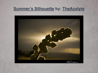 60 Beautiful Examples of Silhouette Photography | PDF