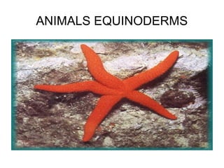 ANIMALS EQUINODERMS
 