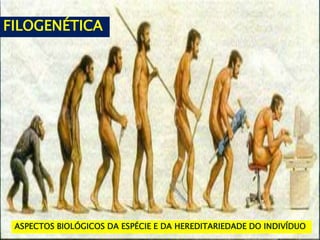 ASPECTOS BIOLÓGICOS DA ESPÉCIE E DA HEREDITARIEDADE DO INDIVÍDUO
FILOGENÉTICA
 