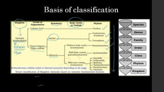 Animal Kingdom Lecture Notes.ppt BIOLOGY NOTES | PPTX