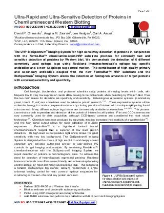 Page 1 of 4
MIDSCI 800.227.9997 • 636.227.9997 • Gel Doc Equipment
 
Ultra-Rapid and Ultra-Sensitive Detection of Proteins in
Chemiluminescent Western Blotting
MIDSCI 800.227.9997 • 636.227.9997 • Gel Doc Equipment
David P. Chimento1
, Angela M. Zaorski1
, Lee Hedges2
, Carl A. Ascoli1
1
Rockland Immunochemicals, Inc., PO Box 326, Gilbertsville, PA 19525,
2
UVP, LLC, 2066 W. 11th Street, Upland, CA 91786.
Correspondence to CAA, Laboratory Director: ascoli@rockland-inc.com,
The UVP BioSpectrum®
Imaging System for high sensitivity detection of proteins in conjunction
with the FemtoMax™ chemiluminescent-HRP substrate provides for extremely fast and
sensitive detection of proteins by Western blot. We demonstrate the detection of 6 different
commonly used epitope tags using Rockland Immunochemicals’s epitope tag specific
antibodies and a new 12-epitope tag control marker. The combination of high quality primary
and secondary antibodies coupled with the new FemtoMax™ HRP substrate and the
BioSpectrum®
Imaging System allows the detection of femtogram amounts of target proteins
with excellent sensitivity and specificity.
INTRODUCTION
Cell biologist, biochemists, and proteome scientists study proteins at varying levels within cells, with
frequent low to very low expression levels often proving to be problematic when detecting by Western blot. Thus
the two main issues for detection are specificity and sensitivity. Heterologous expression systems (mammalian,
yeast, insect, E. coli) are sometimes used to enhance protein research [1,2]
. These expression systems utilize
molecular biology to construct expression vectors by cloning proteins of interest with a unique epitope tag fused
onto one end. Many different epitope tag choices are commercially available to researchers [3,4,5,6,7]
. This process
can enhance both expression and detection of the protein of interest in cell lysates. Film and CCD cameras are
now commonly used for data acquisition, although CCD-based cameras are considered the most robust
technology [8]
. Chemiluminescence produced by enzymatic reaction increases the sensitivity of a Western blot [9]
,
and the high signal output allows for rapid collection of multiple
exposures. FemtoMax™ is a high-burst luminol based
chemiluminescent reagent that is superior at low level protein
detection. Its high-level output (relative light units) allows for great
sensitivity with very low background. The BioSpectrum® Imaging
System is designed with a choice of high resolution and deeply cooled
cameras* and provides automated pre-set or user-defined PC
controls for gel imaging and analysis. By combining FemtoMax™
chemiluminescence with the BioSpectrum® Imaging System we
report detection of proteins to mid-femtogram levels. To address the
need for detection of heterologously expressed proteins, Rockland
Immunochemicals now offers a user friendly and universal epitope-tag
control sample for most commonly used epitope tags. This reagent is
a tandem multi-epitope tag marker, allowing researchers a single
universal loading control for most common epitope sequences for
monitoring expression of almost any protein construct.
PROTOCOL
• Perform SDS-PAGE and Western blot transfer
• Block membrane and probe with epitope-tag antibodies
• Probe using HRP conjugated secondary antibodies
Figure 1. UVP BioSpectrum® system
for data collection and analysis of
chemiluminescent, bioluminescent,
fluorescent and colorimetric imaging.
• Add TMBE substrate and perform data collection with BioSpectrum® Imaging System
 