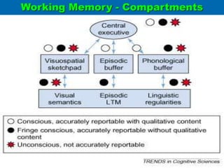 Working Memory - Compartments
 