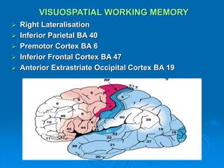  Right Lateralisation
 Inferior Parietal BA 40
 Premotor Cortex BA 6
 Inferior Frontal Cortex BA 47
 Anterior Extrastriate Occipital Cortex BA 19
VISUOSPATIAL WORKING MEMORY
 