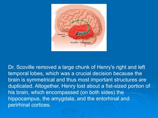 Dr. Scoville removed a large chunk of Henry's right and left
temporal lobes, which was a crucial decision because the
brain is symmetrical and thus most important structures are
duplicated. Altogether, Henry lost about a fist-sized portion of
his brain, which encompassed (on both sides) the
hippocampus, the amygdala, and the entorhinal and
perirhinal cortices.
 