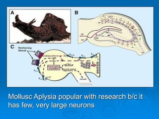 Mollusc Aplysia popular with research b/c it
has few, very large neurons
 