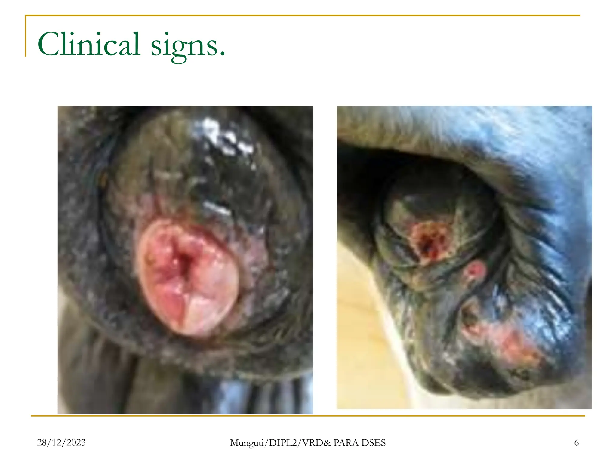 Clinical signs.
28/12/2023 Munguti/DIPL2/VRD& PARA DSES 6
 