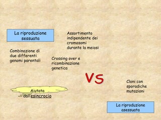La riproduzione sessuata Assortimento indipendente dei cromosomi durante la meiosi Crossing over e ricombinazione genetica Combinazione di due differenti genomi parentali VS La riproduzione asessuata Cloni con sporadiche mutazioni Aiutata dall’ esincrocio 