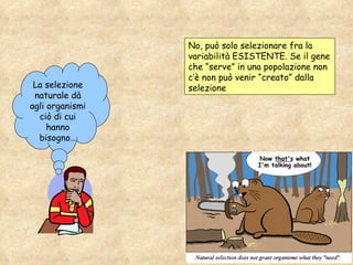 La selezione naturale dà agli organismi ciò di cui hanno bisogno… No, può solo selezionare fra la variabilità ESISTENTE. Se il gene che “serve” in una popolazione non c’è non può venir “creato” dalla selezione 