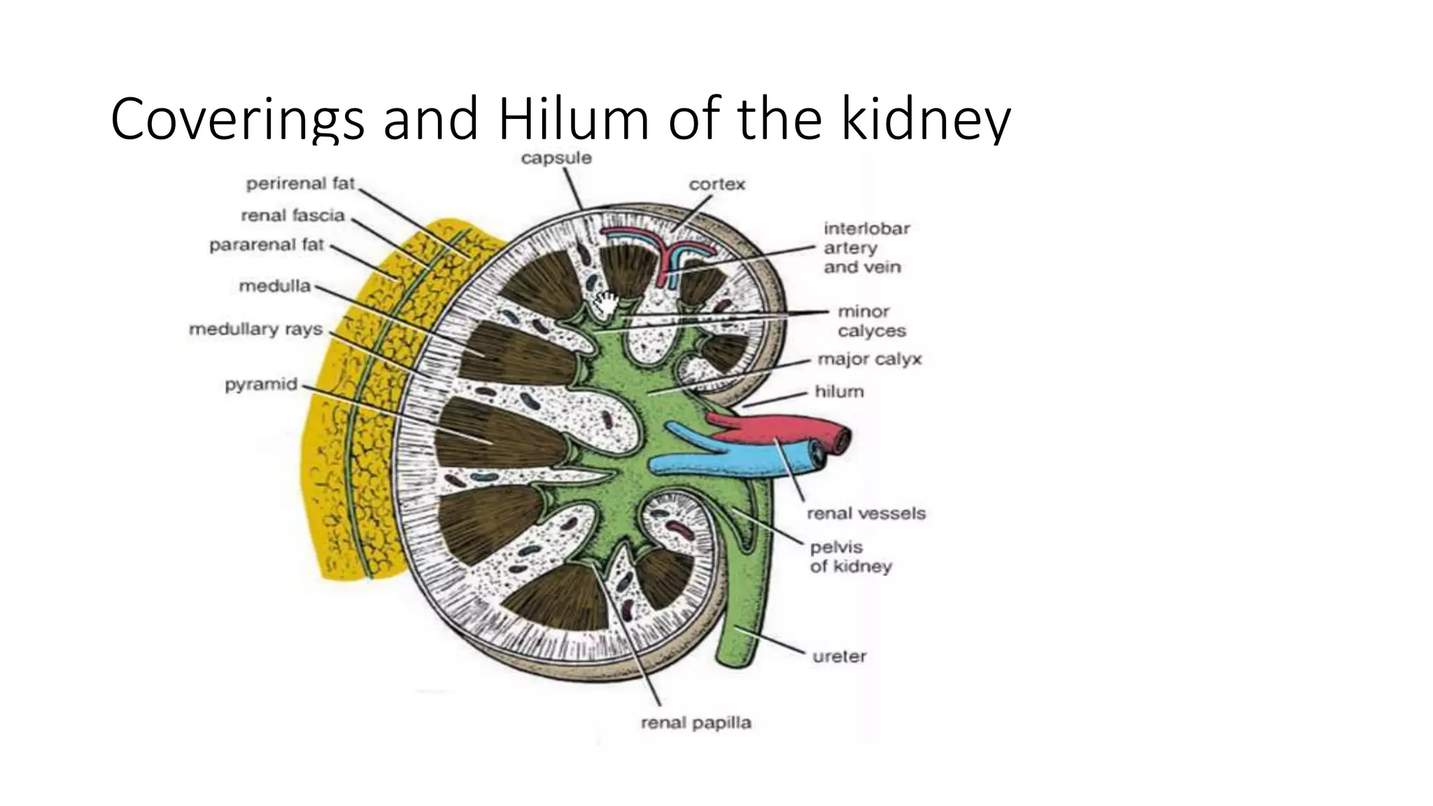 Renal cell carcinoma | PPTX