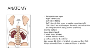 ANATOMY
- Retroperitoneal organ
- Right kidney L1-L3
- Left kidney T12-L2
Left kidney is little nearer to median plane than right
The kidneys are mobile organs that move vertically within
the retroperitoneum during normal respiration
external features
Shape:bean shaped
2 poles: upper & lower
2 Border: medial & lateral
2 Surface: anterior & posterior
Size: approx. 11–14 cm in length, 6 cm wide and 3cm thick
Weight: around 150 gm. in males & 135 gm. in females
 