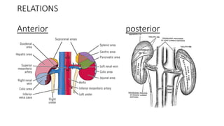 RELATIONS
Anterior posterior
 