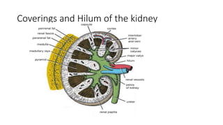 Coverings and Hilum of the kidney
 