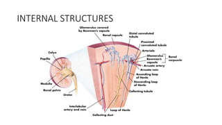 INTERNAL STRUCTURES
 