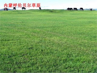 内蒙呼伦贝尔草原 