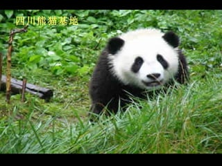 四川熊猫基地 