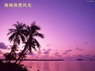 海南热带风光 