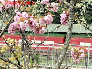 台湾阿里山樱花 