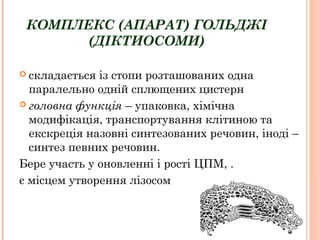 КОМПЛЕКС (АПАРАТ) ГОЛЬДЖІ
(ДІКТИОСОМИ)
 складається із стопи розташованих одна
паралельно одній сплющених цистерн
 головна функція – упаковка, хімічна
модифікація, транспортування клітиною та
екскреція назовні синтезованих речовин, іноді –
синтез певних речовин.
Бере участь у оновленні і рості ЦПМ, .
є місцем утворення лізосом
 