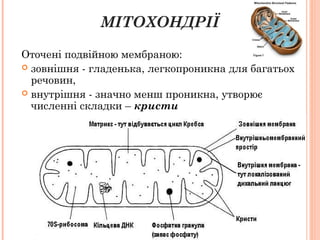МІТОХОНДРІЇ
Оточені подвійною мембраною:
 зовнішня - гладенька, легкопроникна для багатьох
речовин,
 внутрішня - значно менш проникна, утворює
численні складки – кристи
 