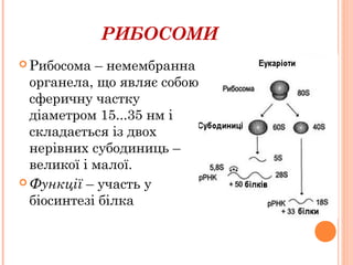 РИБОСОМИ
 Рибосома – немембранна
органела, що являє собою
сферичну частку
діаметром 15...35 нм і
складається із двох
нерівних субодиниць –
великої і малої.
 Функції – участь у
біосинтезі білка
 