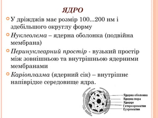 ЯДРО
 У дріжджів має розмір 100...200 нм і
здебільшого округлу форму
 Нуклеолема – ядерна оболонка (подвійна
мембрана)
 Перинуклеарний простір - вузький простір
між зовнішньою та внутрішньою ядерними
мембранами
 Каріоплазма (ядерний сік) – внутрішнє
напіврідке середовище ядра.
 