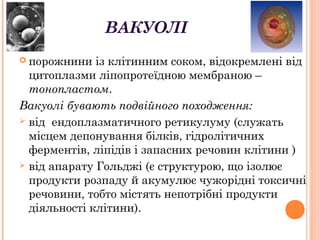ВАКУОЛІ
 порожнини із клітинним соком, відокремлені від
цитоплазми ліпопротеїдною мембраною –
тонопластом.
Вакуолі бувають подвійного походження:
 від ендоплазматичного ретикулуму (служать
місцем депонування білків, гідролітичних
ферментів, ліпідів і запасних речовин клітини )
 від апарату Гольджі (є структурою, що ізолює
продукти розпаду й акумулює чужорідні токсичні
речовини, тобто містять непотрібні продукти
діяльності клітини).
 