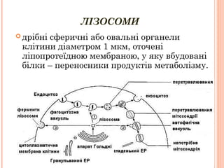 ЛІЗОСОМИ
 дрібні сферичні або овальні органели
клітини діаметром 1 мкм, оточені
ліпопротеїдною мембраною, у яку вбудовані
білки – переносники продуктів метаболізму.
 