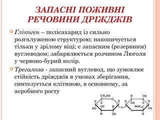 ЗАПАСНІ ПОЖИВНІ
РЕЧОВИНИ ДРІЖДЖІВ
 Глікоген – полісахарид із сильно
розгалуженою структурою; накопичується
тільки у зрілому віці; є запасним (резервним)
вуглеводом; забарвлюється розчином Люголя
у червоно-бурий колір.
 Трегалоза - запасний вуглевод, що зумовлює
стійкість дріжджів в умовах зберігання,
синтезується клітиною, в основному, за
аеробного росту
 