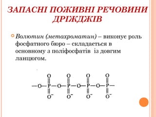 ЗАПАСНІ ПОЖИВНІ РЕЧОВИНИ
ДРІЖДЖІВ
 Волютин (метахроматин) – виконує роль
фосфатного бюро – складається в
основному з поліфосфатів із довгим
ланцюгом.
 
