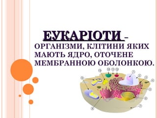 ЕУКАРІОТИЕУКАРІОТИ ––
ОРГАНІЗМИ, КЛІТИНИ ЯКИХ
МАЮТЬ ЯДРО, ОТОЧЕНЕ
МЕМБРАННОЮ ОБОЛОНКОЮ.
 
