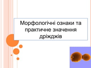 Морфологічні ознаки та
практичне значення
дріжджів
 