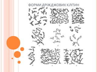 ФОРМИ ДРІЖДЖОВИХ КЛІТИН
 
