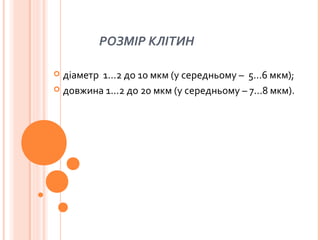 РОЗМІР КЛІТИН
 діаметр 1...2 до 10 мкм (у середньому – 5...6 мкм);
 довжина 1...2 до 20 мкм (у середньому – 7...8 мкм).
 