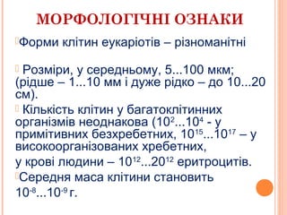 МОРФОЛОГІЧНІ ОЗНАКИ
3
Форми клітин еукаріотів – різноманітні
 Розміри, у середньому, 5...100 мкм;
(рідше – 1...10 мм і дуже рідко – до 10...20
см).
 Кількість клітин у багатоклітинних
організмів неоднакова (102
...104
- у
примітивних безхребетних, 1015
...1017
– у
високоорганізованих хребетних,
у крові людини – 1012
...2012
еритроцитів.
Середня маса клітини становить
10-8
...10-9
г.
 