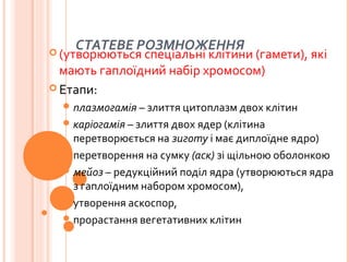СТАТЕВЕ РОЗМНОЖЕННЯ (утворюються спеціальні клітини (гамети), які
мають гаплоїдний набір хромосом)
 Етапи:
плазмогамія – злиття цитоплазм двох клітин
каріогамія – злиття двох ядер (клітина
перетворюється на зиготу і має диплоїдне ядро)
перетворення на сумку (аск) зі щільною оболонкою
мейоз – редукційний поділ ядра (утворюються ядра
з гаплоїдним набором хромосом),
утворення аскоспор,
прорастання вегетативних клітин
 