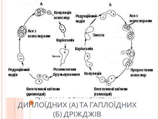 ЦИКЛИ РОЗМНОЖЕННЯ
ДИПЛОЇДНИХ (А)ТА ГАПЛОЇДНИХ
(Б) ДРІЖДЖІВ
 