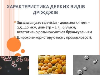 ХАРАКТЕРИСТИКА ДЕЯКИХ ВИДІВ
ДРІЖДЖІВ
 Saccharomyces cerevisiae - довжина клітин: –
2,5...10 мкм, діаметр – 2,5...6,8 мкм;
вегетативно розмножуються брунькуванням
 Широко використовуються у промисловості.
 