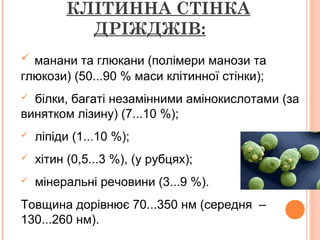 КЛІТИННА СТІНКА
ДРІЖДЖІВ:
5
 манани та глюкани (полімери манози та
глюкози) (50...90 % маси клітинної стінки);
 білки, багаті незамінними амінокислотами (за
винятком лізину) (7...10 %);
 ліпіди (1...10 %);
 xітин (0,5...3 %), (у рубцях);
 мінеральні речовини (3...9 %).
Товщина дорівнює 70...350 нм (середня –
130...260 нм).
 