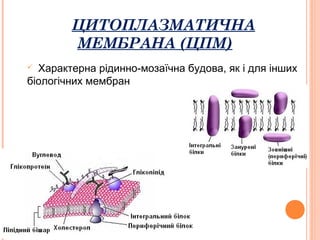ЦИТОПЛАЗМАТИЧНА
МЕМБРАНА (ЦПМ)
6
 Характерна рідинно-мозаїчна будова, як і для інших
біологічних мембран
 
