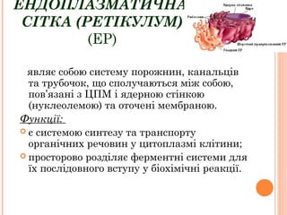 ЕНДОПЛАЗМАТИЧНА
СІТКА (РЕТІКУЛУМ)
(ЕР)
являє собою систему порожнин, канальців
та трубочок, що сполучаються між собою,
пов’язані з ЦПМ і ядерною стінкою
(нуклеолемою) та оточені мембраною.
Функції:
 є системою синтезу та транспорту
органічних речовин у цитоплазмі клітини;
 просторово розділяє ферментні системи для
їх послідовного вступу у біохімічні реакції.
 