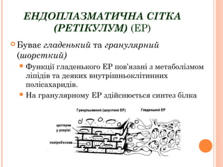 ЕНДОПЛАЗМАТИЧНА СІТКА
(РЕТІКУЛУМ) (ЕР)
 Буває гладенький та гранулярний
(шорсткий)
Функції гладенького ЕР пов’язані з метаболізмом
ліпідів та деяких внутрішньоклітинних
полісахаридів.
На гранулярному ЕР здійснюється синтез білка
 